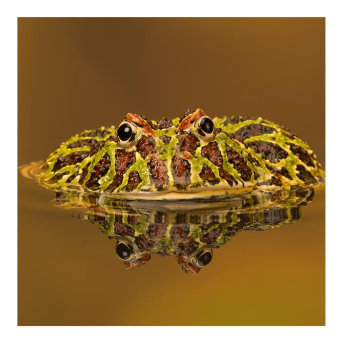 Argentine Horned Frog 